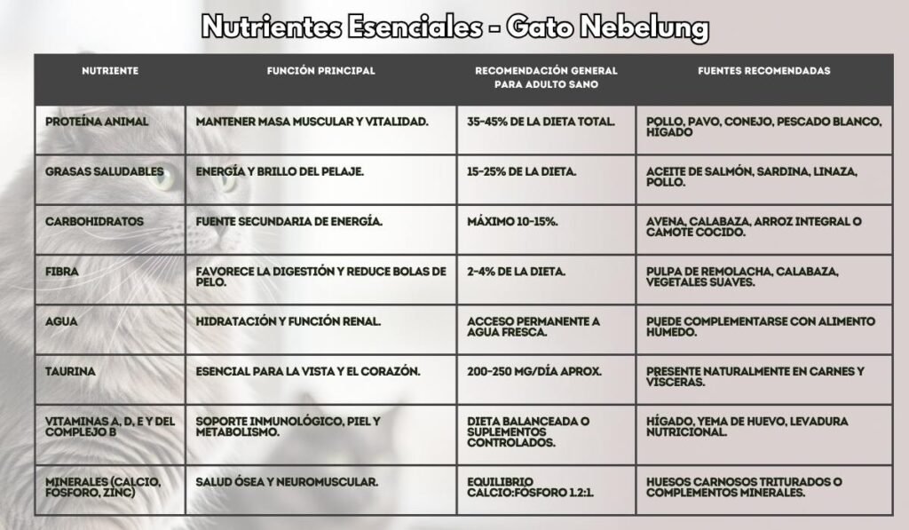 (29) El Gato Nebelung y Todo Sobre su Fascinante Mundo 6