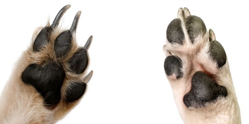 anomalias de almohadillas de los perros