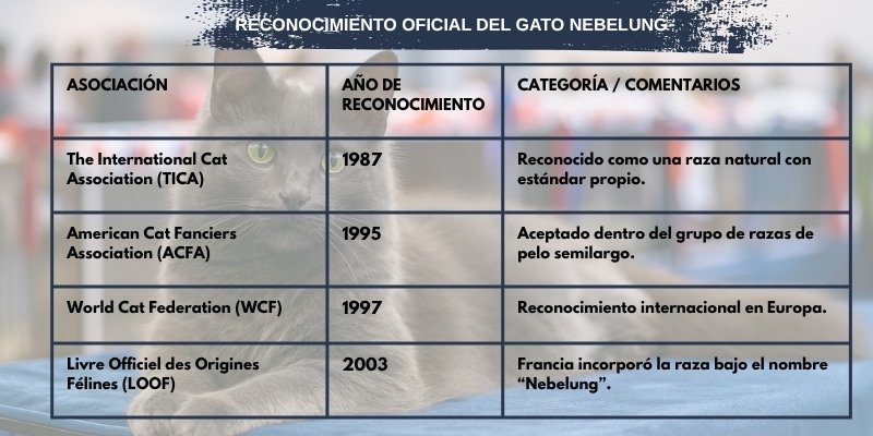 (29) El Gato Nebelung y Todo Sobre su Fascinante Mundo 2