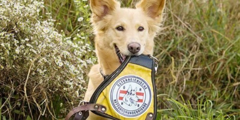 Brigadas con Perros Rescatistas ORHB