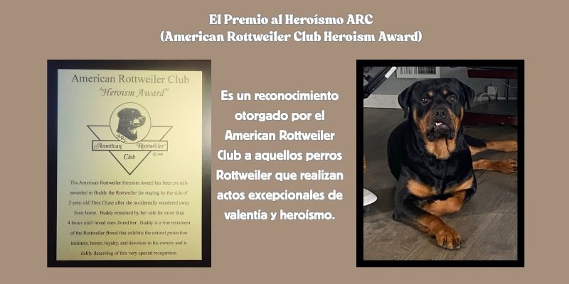 Buddy el Rottweiler y el premio de ARC