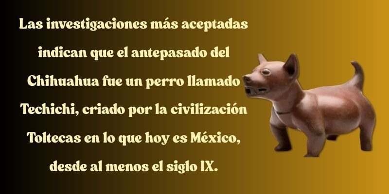 perro chihuahua