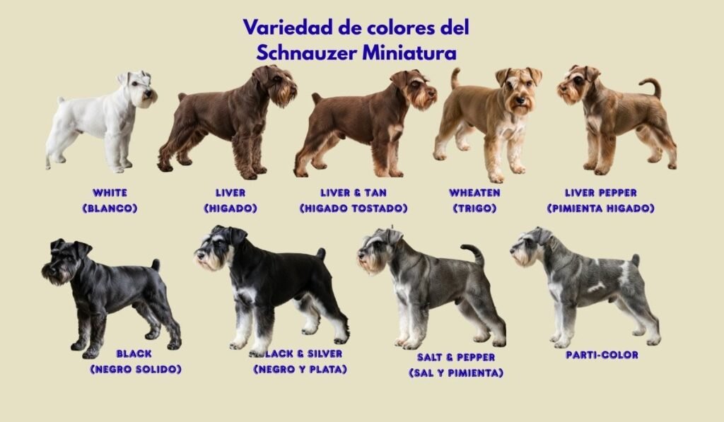 (36) Schnauzer Miniatura reconocido como guardián y compañero familiar 4