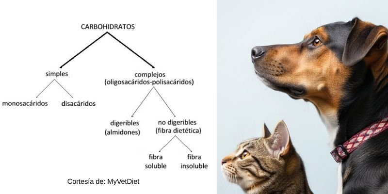 Carbohidratos saludables