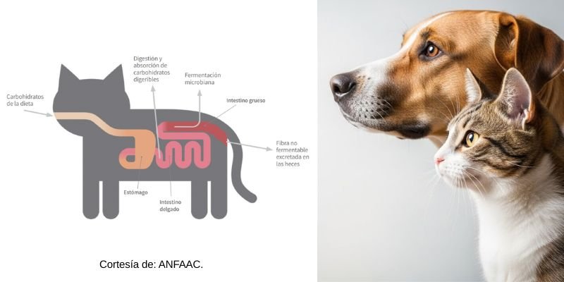 Carbohidratos saludables