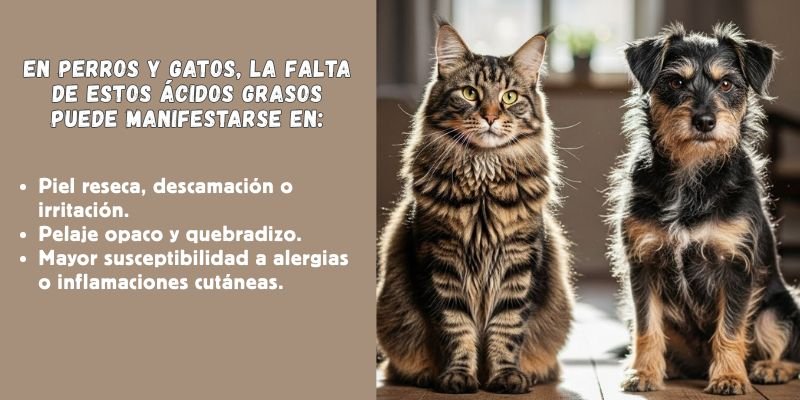 Falta de  Grasas esenciales 