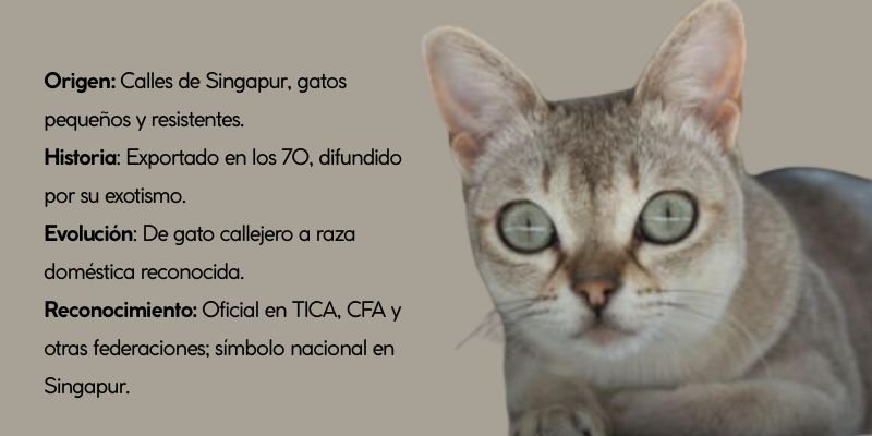 El gato Singapura