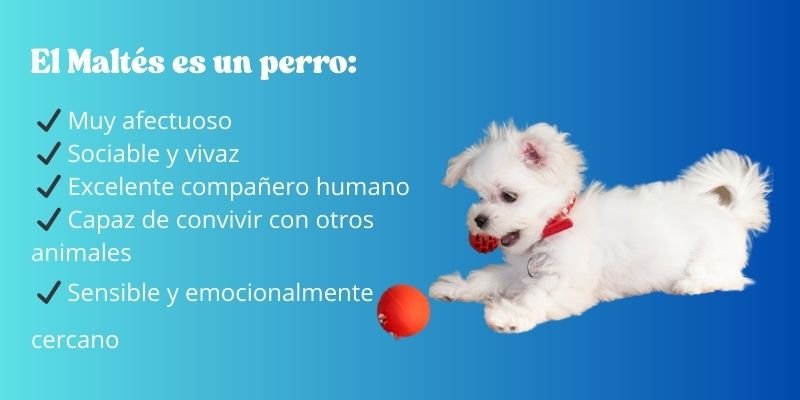 adiestramiento del perro Maltés
