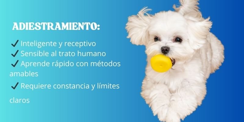 adiestramiento perro Maltés
