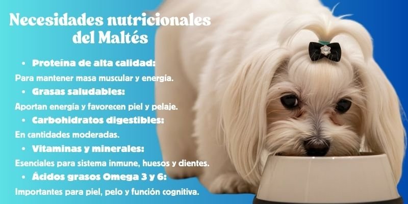 necesidades nutricionales del perro Maltés