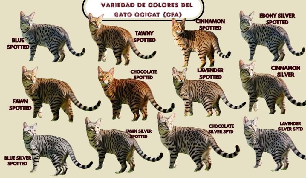 (36) El Gato Ocicat: Belleza Radiante en Cada Mota 4