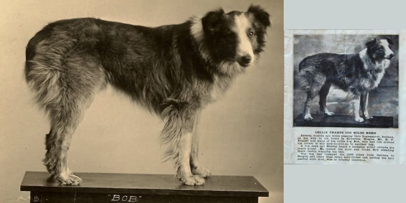 (40) Bobbie el Perro Maravilla. El increíble regreso de 4800 km a su hogar. 6