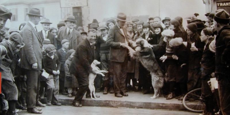 (40) Bobbie el Perro Maravilla. El increíble regreso de 4800 km a su hogar. 5