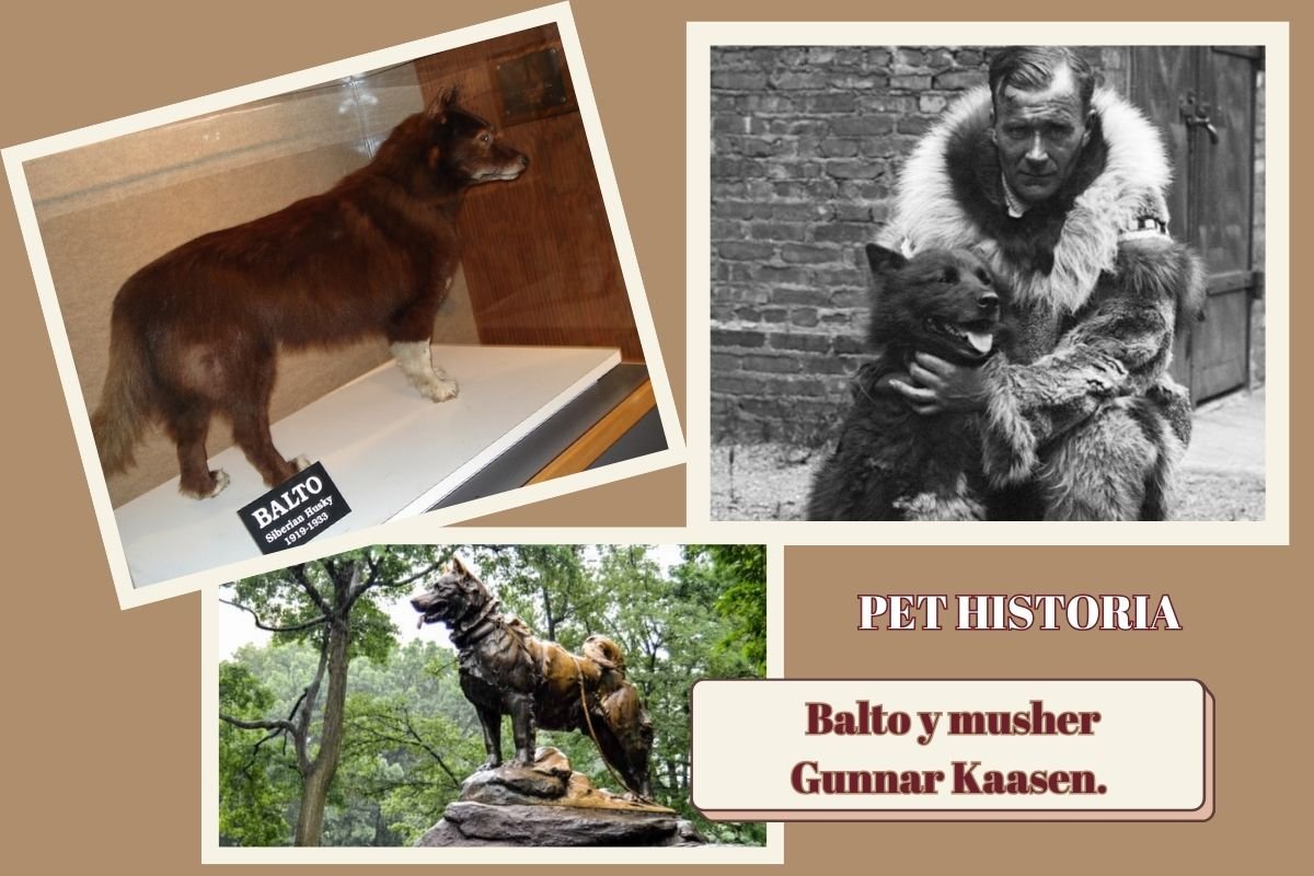 (37) Balto, El perro Líder que atravesó la tormenta invernal llevando la antitoxina diftérica a Nome 1