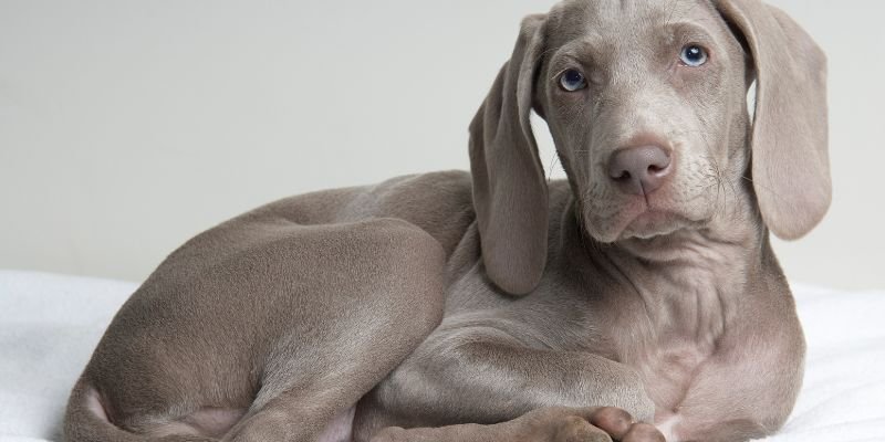(40) El perro weimaraner (Braco de Weimar) Todo sobre esta espectacular raza. 6