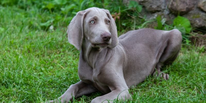 (40) El perro weimaraner (Braco de Weimar) Todo sobre esta espectacular raza. 7