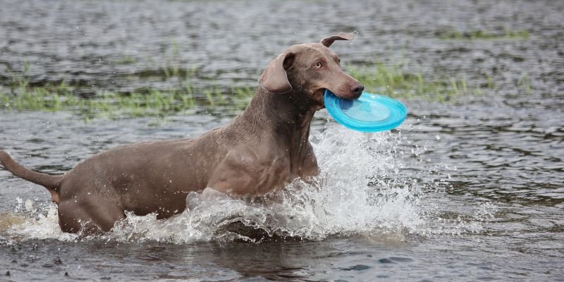 (40) El perro weimaraner (Braco de Weimar) Todo sobre esta espectacular raza. 9