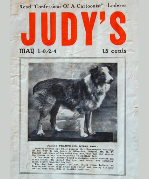 (40) Bobbie el Perro Maravilla. El increíble regreso de 4800 km a su hogar. 2 Bobbie el Perro Maravilla