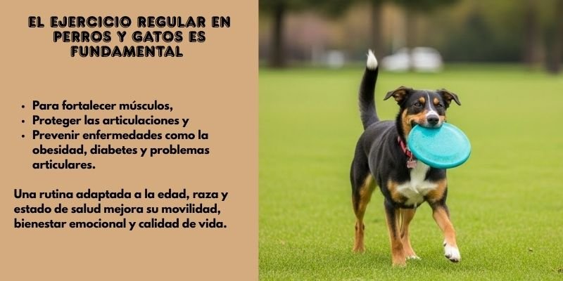 articulaciones en Perros y Gatos