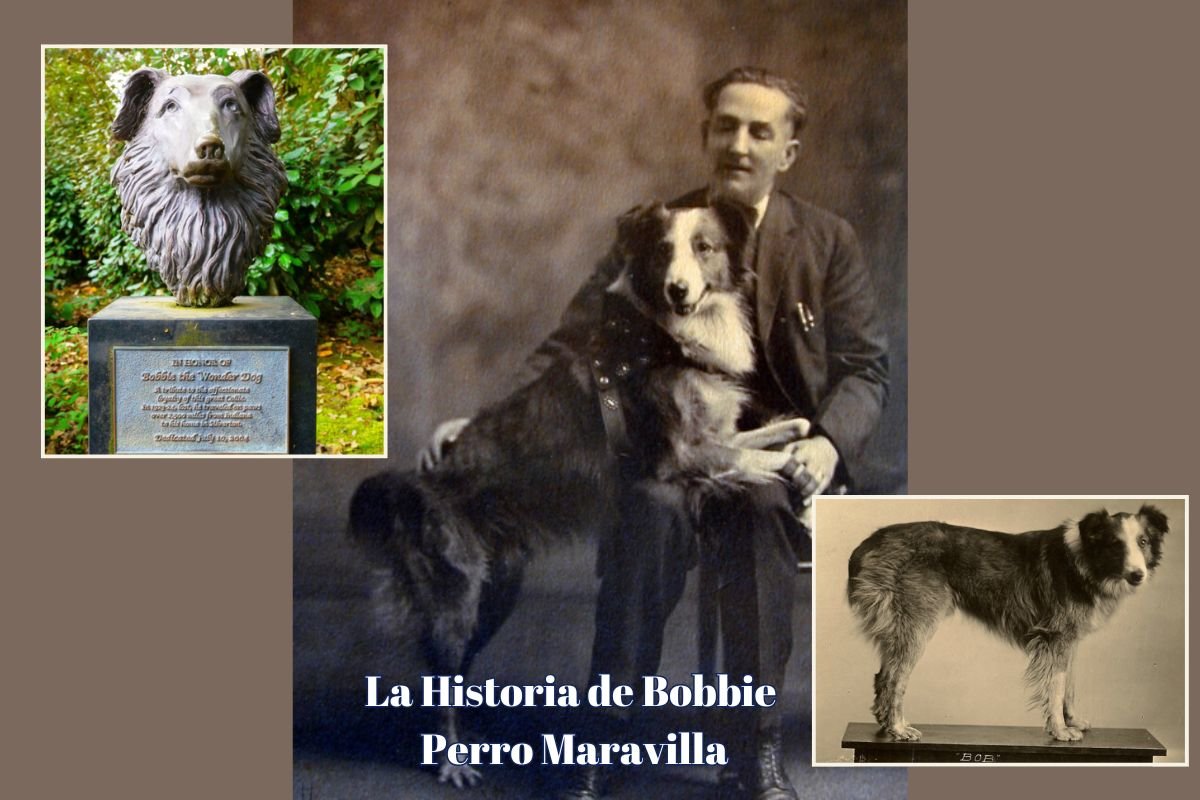 (40) Bobbie el Perro Maravilla. El increíble regreso de 4800 km a su hogar. 1