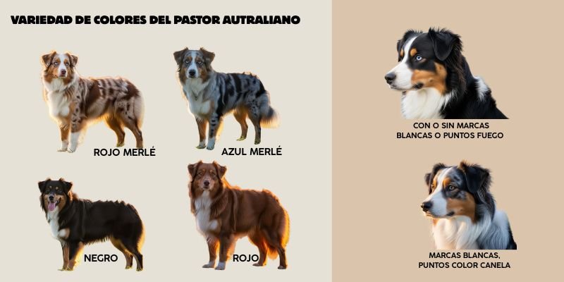 colores del Pastor Australiano