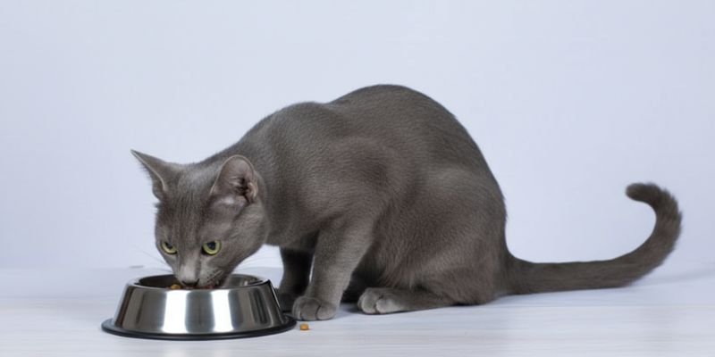 (39) El Gato Korat: Todo sobre Increíble "el gato de la suerte" 5 Tipos de alimentacion del Gato Korat