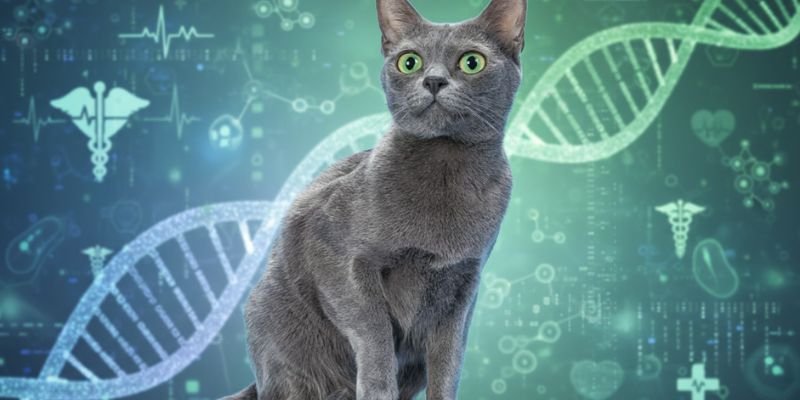 (39) El Gato Korat: Todo sobre Increíble "el gato de la suerte" 6 Genetica del Gato Korat