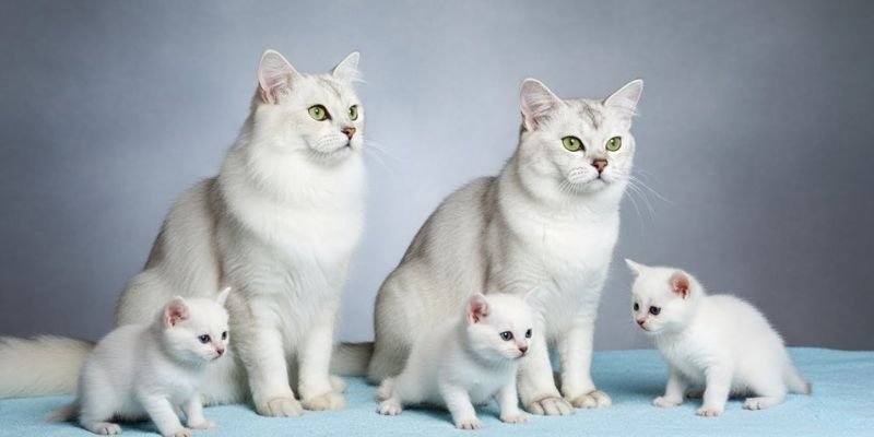 (40) Gato Burmilla: El Fascinante Mundo de este Felino Plateado 8 Gato Burmilla y su vida reproductiva responsable