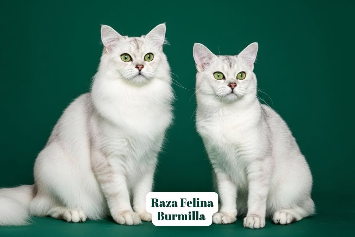 (40) Gato Burmilla: El Fascinante Mundo de este Felino Plateado 1