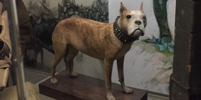 Stubby El perro Sargento