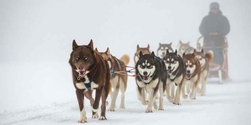 (37) Balto, El perro Líder que atravesó la tormenta invernal llevando la antitoxina diftérica a Nome 2 Balto, parte del escuadrón B, liderado por el musher Gunnar Kaasen.