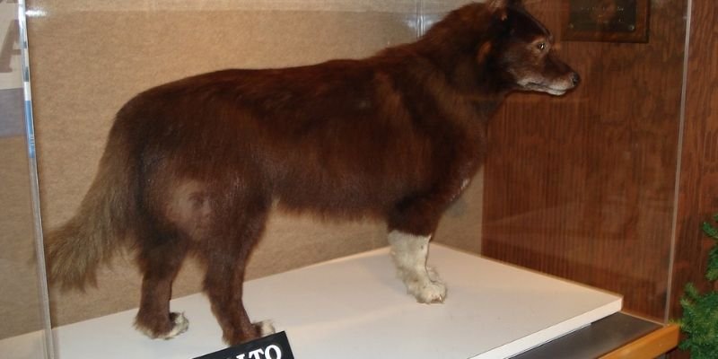 (37) Balto, El perro Líder que atravesó la tormenta invernal llevando la antitoxina diftérica a Nome 4 Balto en el Museo de Historia Natural de Cleveland.