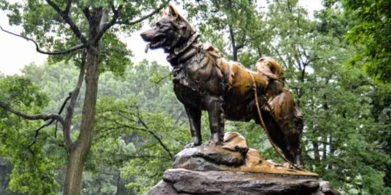(37) Balto, El perro Líder que atravesó la tormenta invernal llevando la antitoxina diftérica a Nome 6 Estatua de bronce de Balto Ubicada en Central Park