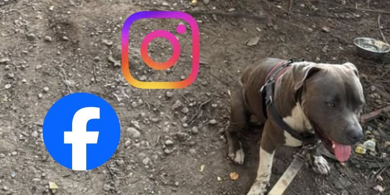 (38) Único el perro que pidió ayuda y el hombre escuchó (Gary & East O.) 7