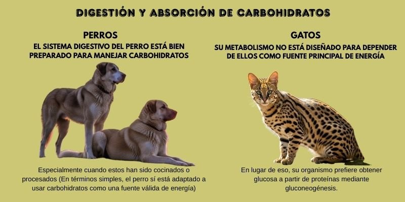 El Metabolismo de carbohidratos en perros vs. gatos
