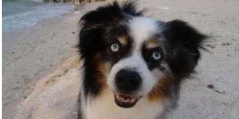 La historia de Mark y Logan el valor del ASF