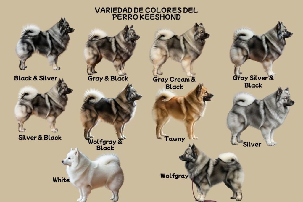 (41) El Perro Keeshond. Todo Sobre esta Fenomenal raza 3 Variedad de Colores de Perro Keeshond