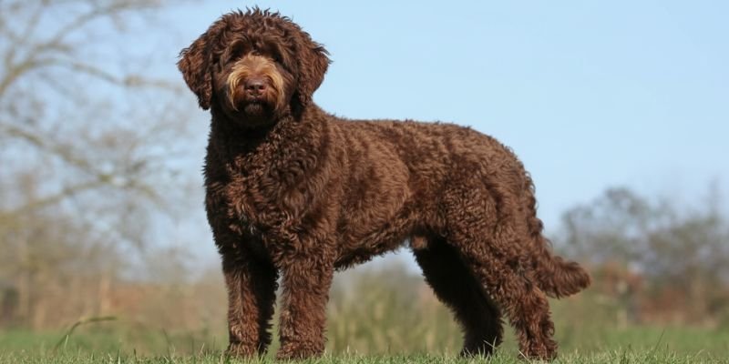 Perro de agua Portugués (9)