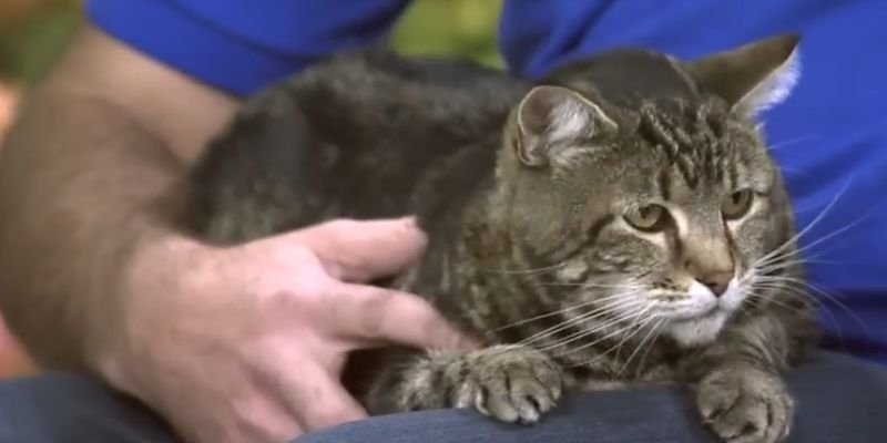 Tara la gata valiente de Bakersfield