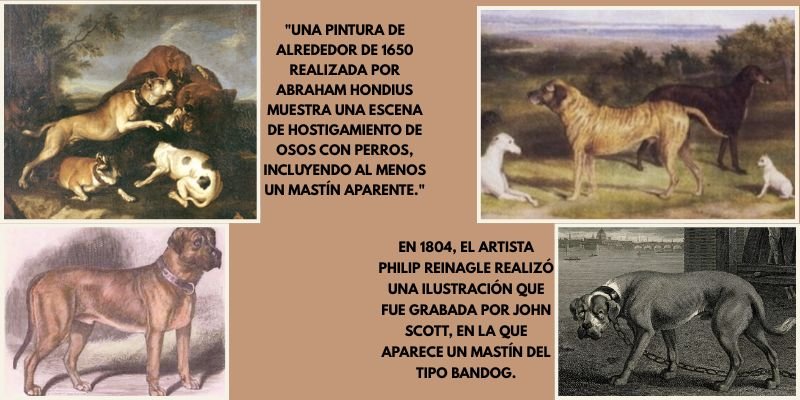 (43) Historia del Mastín Inglés. El origen de valentía de los mastines 3 Historia del Mastín Inglés