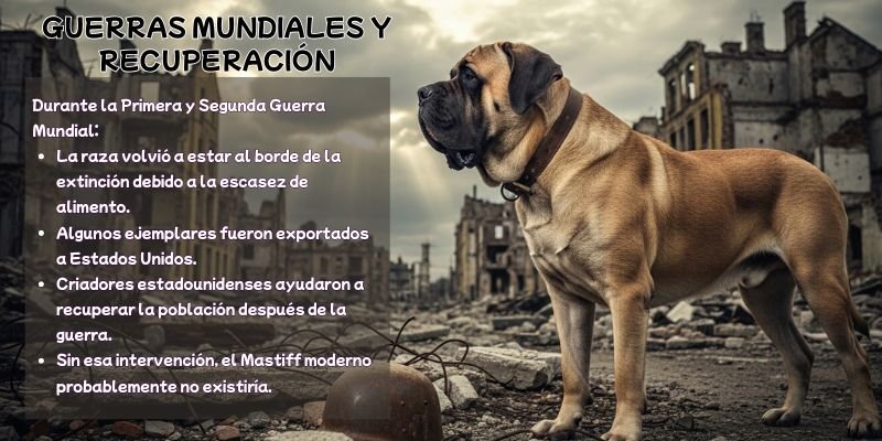 (43) Historia del Mastín Inglés. El origen de valentía de los mastines 5