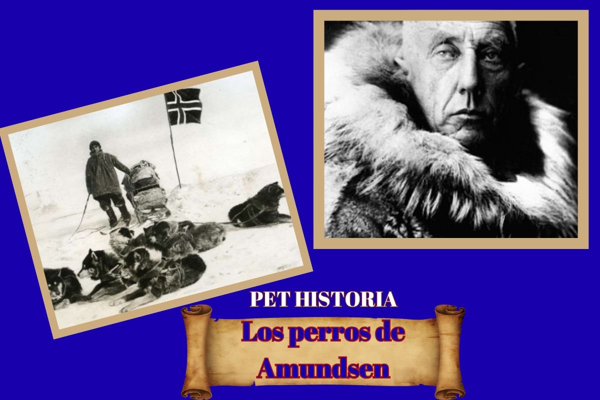 (46) Los perros de Amundsen: Una historia de valor y lealtad 1 Los perros de Amundsen