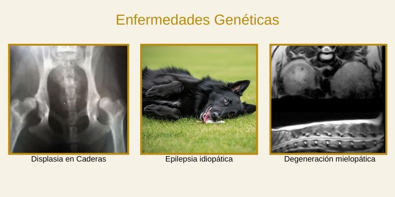 (46) Pastor Belga Groenendael. Todo sobre esta espectacular raza. 8