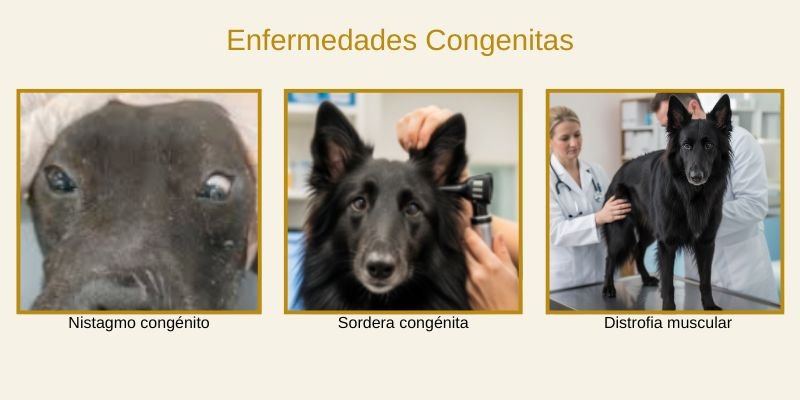 (46) Pastor Belga Groenendael. Todo sobre esta espectacular raza. 9