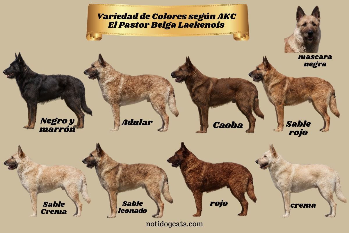 colores según AKC Pastor Belga Laekenois