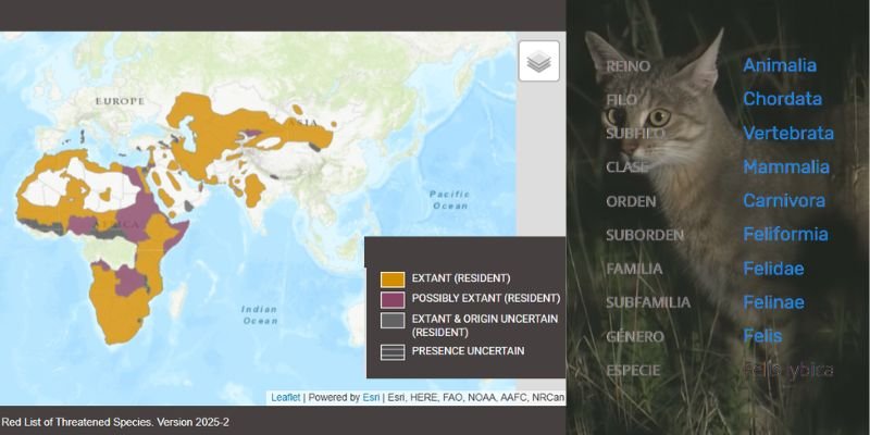 Felis Lybica o Gato montes africano