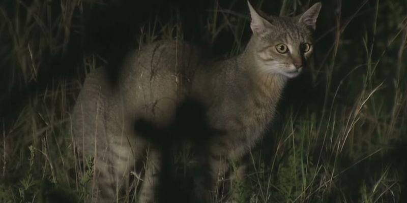 Felis lybica, gato de monte africano