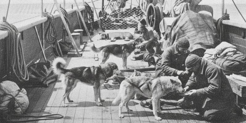 (46) Los perros de Amundsen: Una historia de valor y lealtad 4