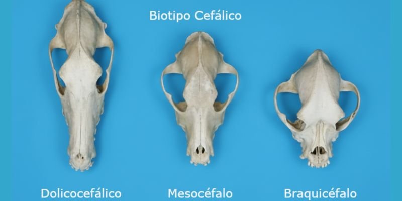 (47) Tipos de Hocicos en perros - Desafíos Notables en su Salud 3