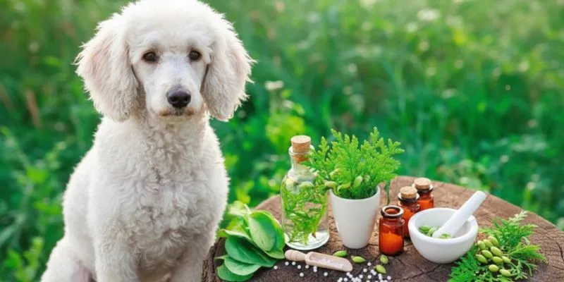 homeopatía en perros